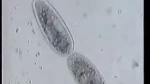 Деление инфузории