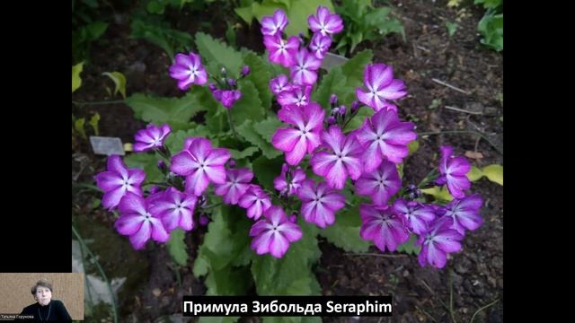 Обзор 4 сортов примул Зибольда
