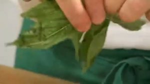 Суп из морепродуктов