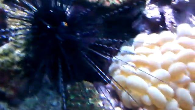 Аквариумный мир, актинии смотреть онлайн