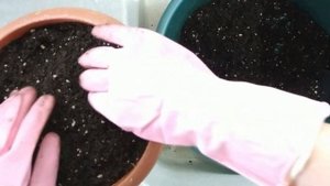 АССОРТИ ИЗ ФИАЛОК | Фиалка в домашних условиях