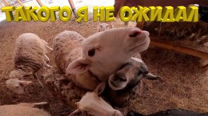 Такого я не ожидал . [Жизнь в деревне]