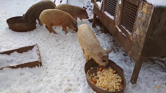 Мангалицы на Урале в ноябре смотреть онлайн