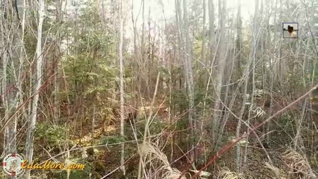 Красивый сказочный лес видео от Sonykpk смотреть онлайн