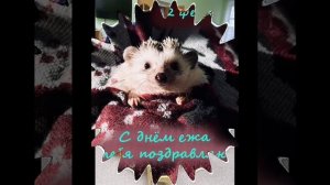 День ёжика