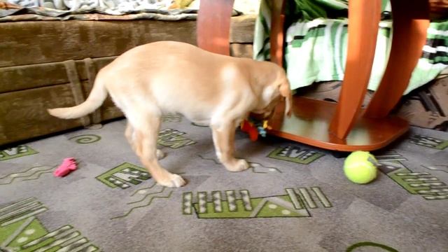 щенок лабрадора 2 месяца смотреть онлайн