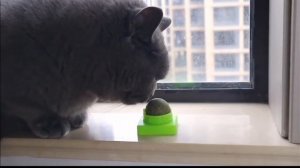 Кошачья мята