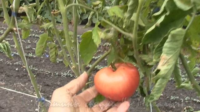 О сортах томатов РОЗОВОЕ И БЫЧЬЕ СЕРДЦЕ смотреть онлайн