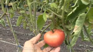 О сортах томатов РОЗОВОЕ И БЫЧЬЕ СЕРДЦЕ