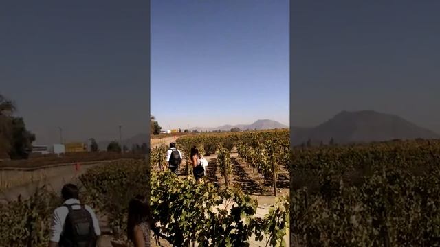 Concha Y Toro - vineyards смотреть онлайн