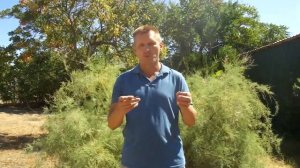 Ловля саргана на мух