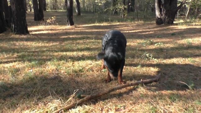 Тренировка собаки Тренировка ротвейлера Как тренировать собаку смотреть онлайн