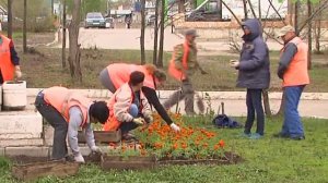 Цветы ко Дню Победы. На клумбах зацвели яркие сальвии и тюльпаны