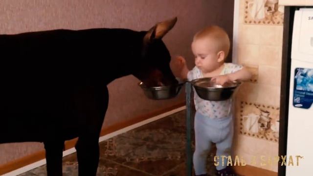 Ребенок и доберман смотреть онлайн