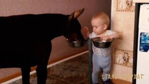 Ребенок и доберман