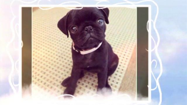 Мопсики мопсята смотреть онлайн