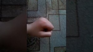 Лев и Брадобрей