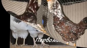 Домашние куры  несушки  Лучшие породы яйценоских кур