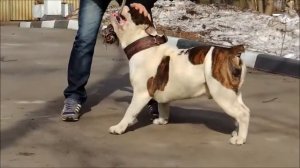 Бульдров Булат староанглийский бульдог