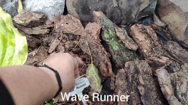 Дачная "болталка" Ура!!! Клумба с хостами готова... знакомство с новыми сортами хост.... смотреть онлайн