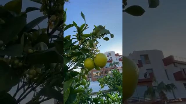 Недвижимость у моря - Кипр https://capital-realt.by/kipr-04-04-2022  +375296095817 Алиса