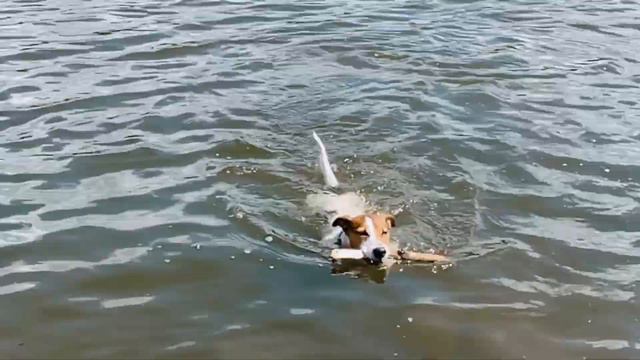 The dog's love story смотреть онлайн