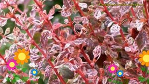 Барбарис тунберга Фламинго. Краткий обзор, описание характеристик berberis thunbergii Flamingo