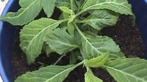 Salvia divinorum plant