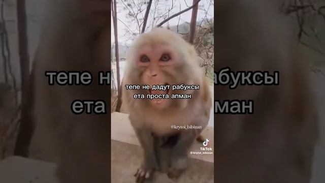 Не дают робуксы за паркур это обман???(идея не моя) #monkey #байт #робуксы