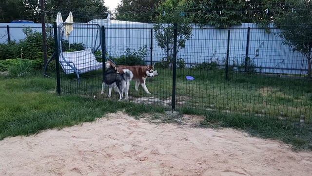 БАЙКАЛ ВЫБЕСИЛ ДЖЕССИ/ КОТЯТА смотреть онлайн