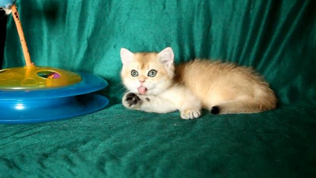 Кот Egor SunRay Британский котенок черного золотого затушеванного окраса BRI ny 11 смотреть онлайн