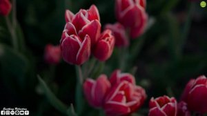 Вальс дождя! Лучшее видео на эту музыку! Самая красивая мелодия на свете! Сергея Чекалина