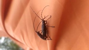 Спаривание жуков-усачей. #Cerambycidae