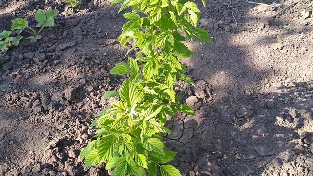 МАЛИНОВОЕ ДЕРЕВО через год после посадки.