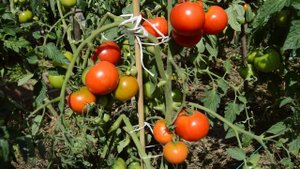 Сорт - "ДАЧНИК" . Томаты от Фёдора.