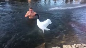 Лебедь против крещенских купаний