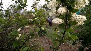 земля преобразилась в рай, сады цветут