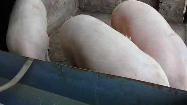 Расход комбикорма при откорме свиней