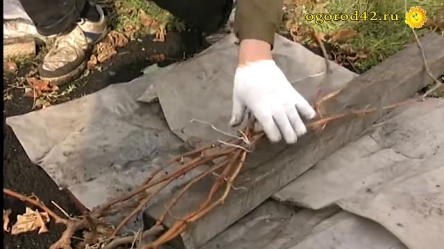 Укрытие винограда Б.Н.Зеренковым смотреть онлайн