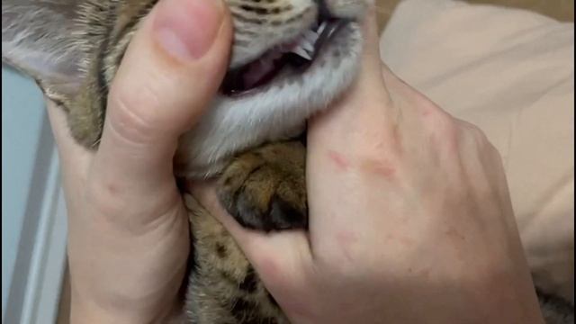 Двойные клыки у котенка - теперь вы видели всё! смотреть онлайн