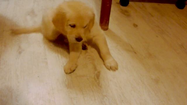 Первая встреча | Питомник New Sunny | Золотистый ретривер смотреть онлайн