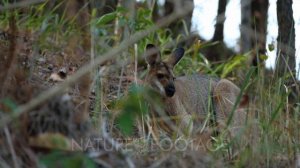 Pretty-Face Wallaby (Macropus parryi), Male, Grazing