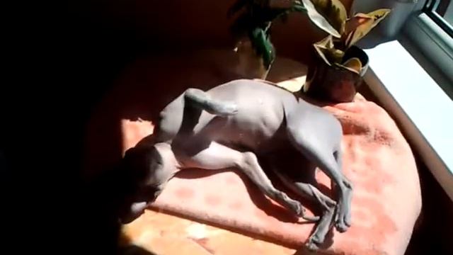 Смотреть Всем! Кот тащится от солнца! смотреть онлайн