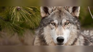 Кто живёт в лесу - волк