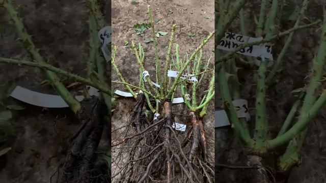 Питомник ?maryroses.ru?отправка саженцев роз смотреть онлайн