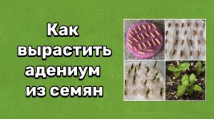 Как вырастить адениумы из семян? Один из множества способов. 9 апреля 2024 г