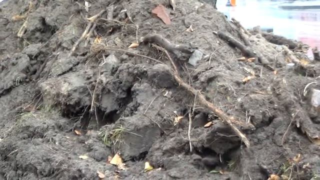 Обрубленные корни лип на улице Энгельса смотреть онлайн