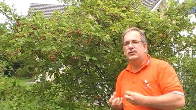 Amelanchier Felsenbirne - Eine Unterschätzte Obstart