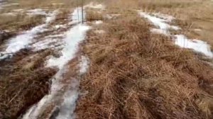 Ловля певчих птиц. Птицы Урала. Щеглы, зяблики, жаворонки, зеленушки, чижи, реполовы.