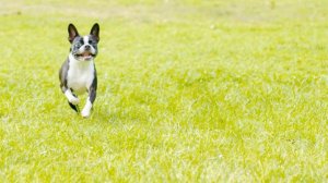 Boston Terrier and Playful Moments: Capturing Joy